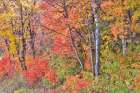 USA, Utah, Garden City. Aspen and maple on hillsides just east of town Art Print